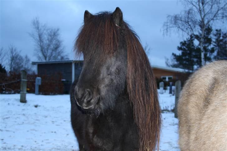 Islænder Omi fra hallisgård - Omi lomi billede 6