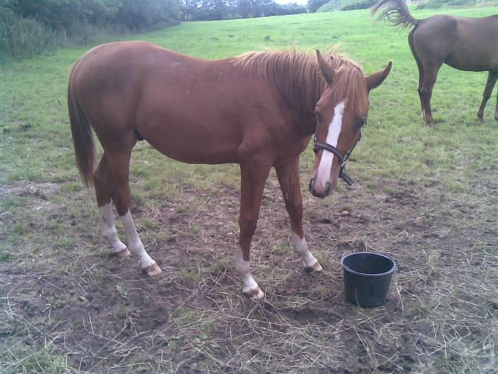 Dansk Varmblod Dahl´s Kenzo billede 4