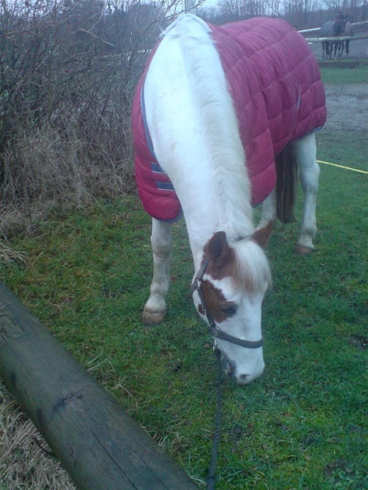 Pinto Two Eyed Shaggy  billede 2