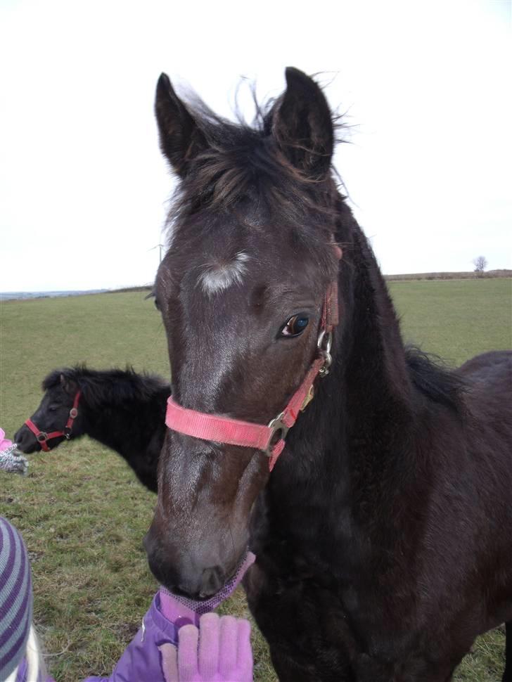 Anden særlig race Bacardi - nu er jeg 9 måneder billede 14