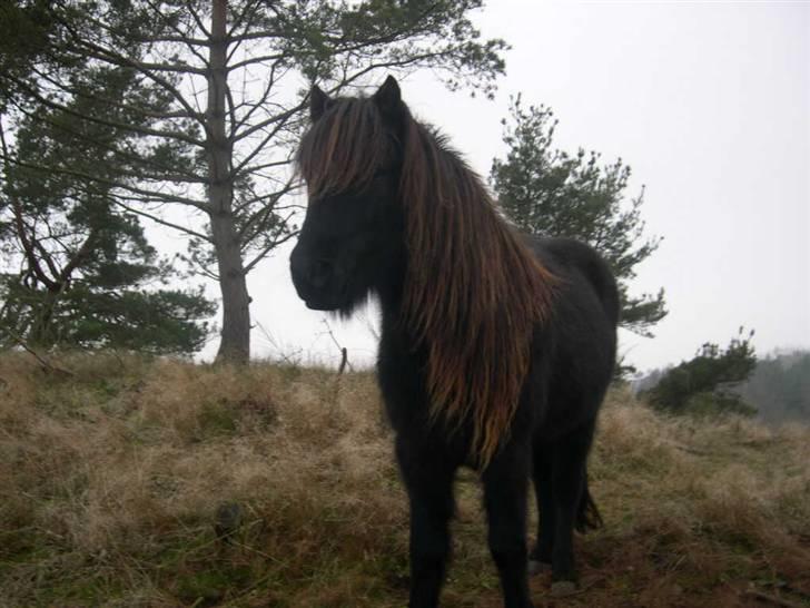 Islænder Omi fra hallisgård - kongen over marken :) billede 7