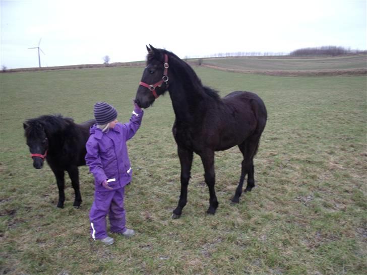 Anden særlig race Bacardi billede 15