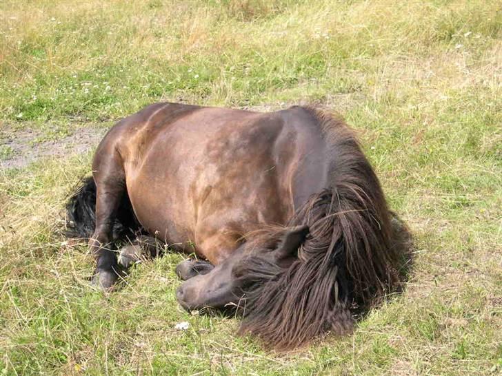 Islænder Omi fra hallisgård - Omi hygger sig:) billede 9