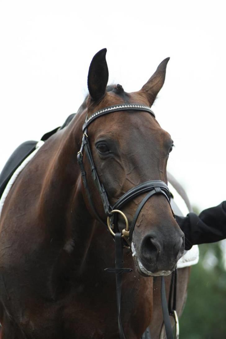 Dansk Varmblod Annastasia - Annastasia billede 1