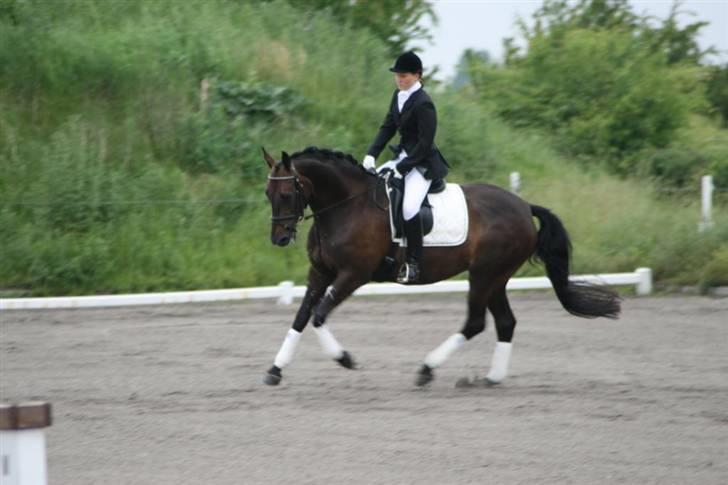 Dansk Varmblod Annastasia - Første stævne billede 2