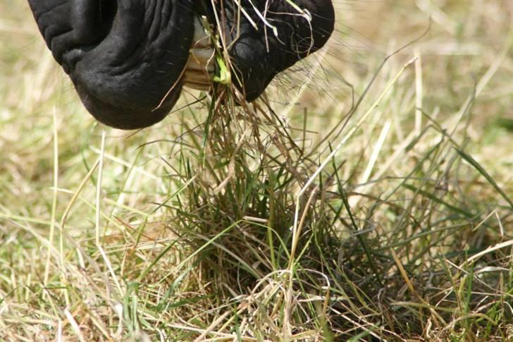 Dansk Varmblod Annastasia - Sjovt anderledes billede billede 3