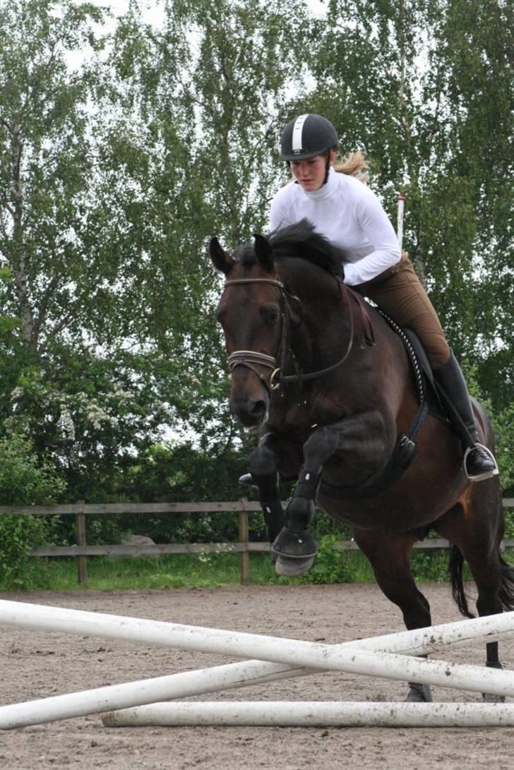 Dansk Varmblod Annastasia - Første lille bitte spring billede 4