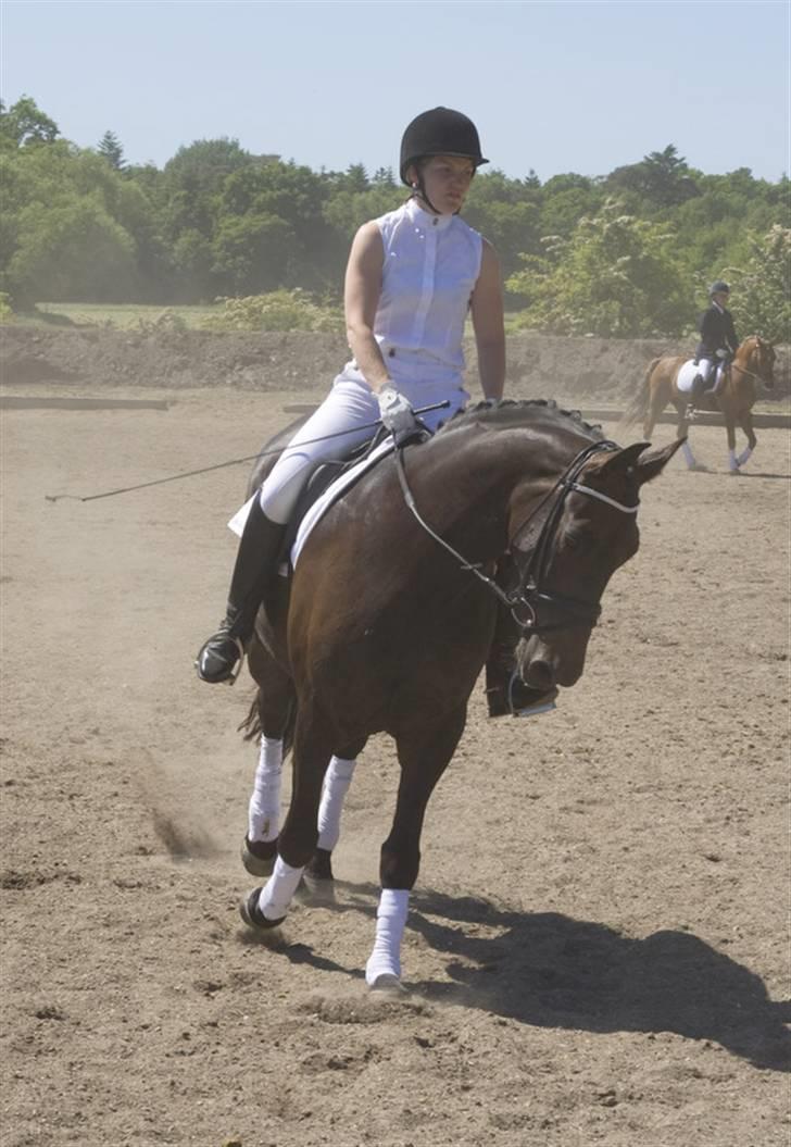 Dansk Varmblod Annastasia - Stævne i sommers billede 5