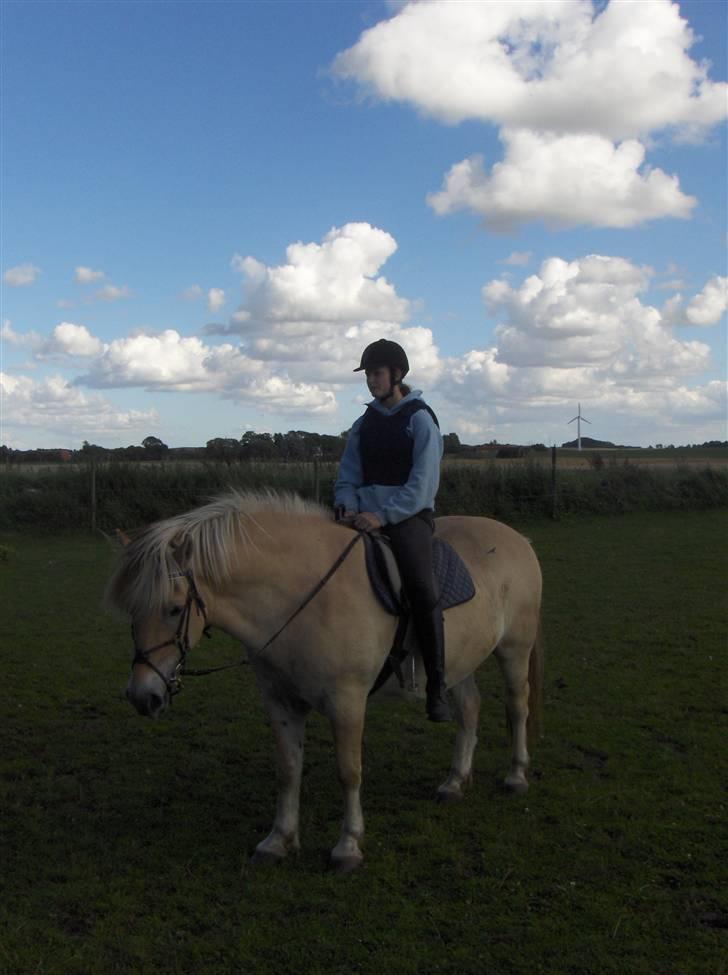 Fjordhest Magnus - Magnus under tilridning billede 1