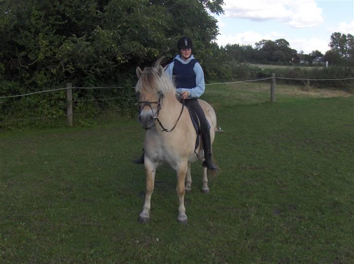 Fjordhest Magnus - Magnus... billede 2