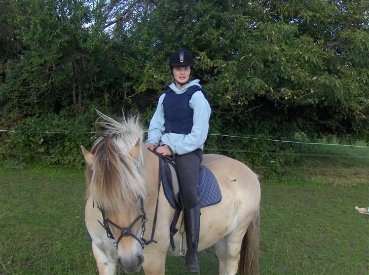 Fjordhest Magnus - magnus billede 3