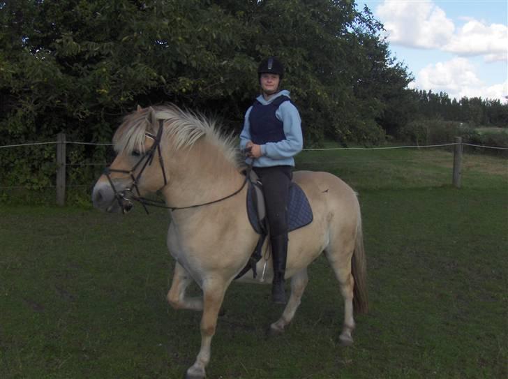 Fjordhest Magnus - Magnus treben billede 4