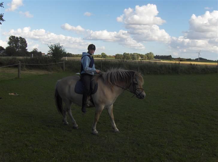 Fjordhest Magnus - magnus billede 5