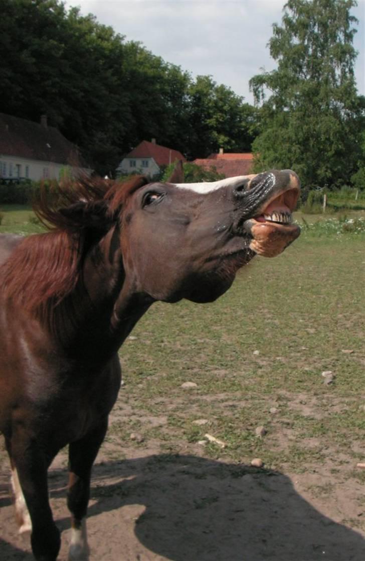 Welsh Cob (sec D) Cwmheulog Lisa billede 1