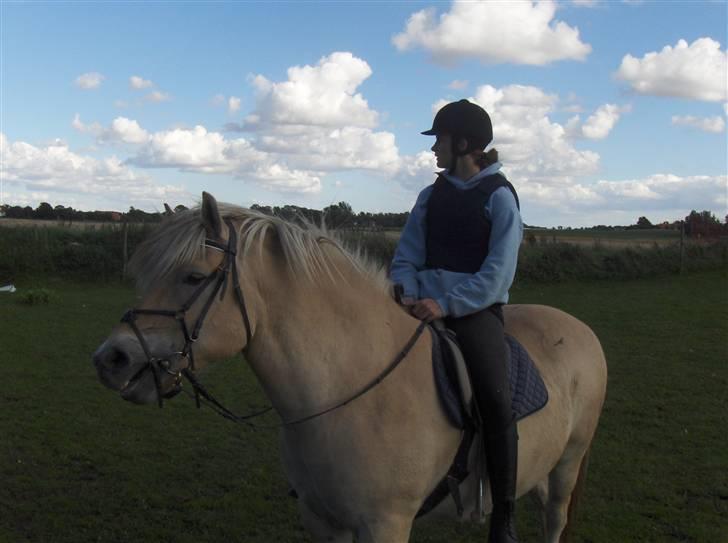 Fjordhest Magnus - Magnus billede 6