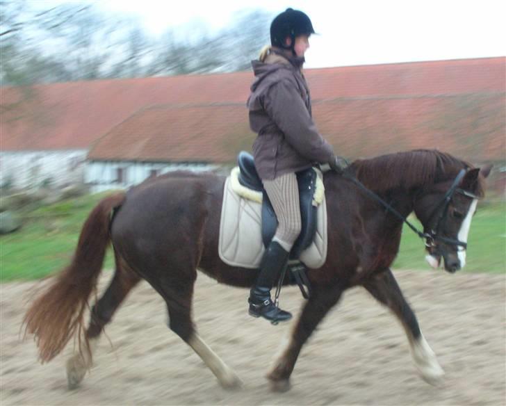 Welsh Cob (sec D) Cwmheulog Lisa billede 2