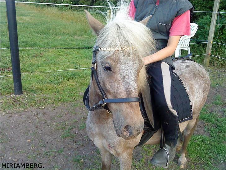 Anden særlig race Figaro - Lillesøster der rider Figaro. - d. 01-07-2009. billede 11