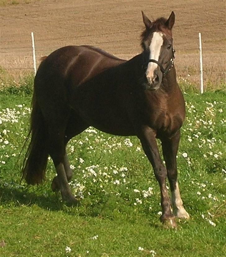 Welsh Cob (sec D) Cwmheulog Lisa - Ny ankommet på Hvedholm billede 4