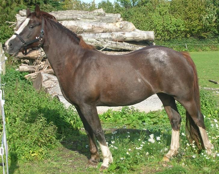 Welsh Cob (sec D) Cwmheulog Lisa billede 6