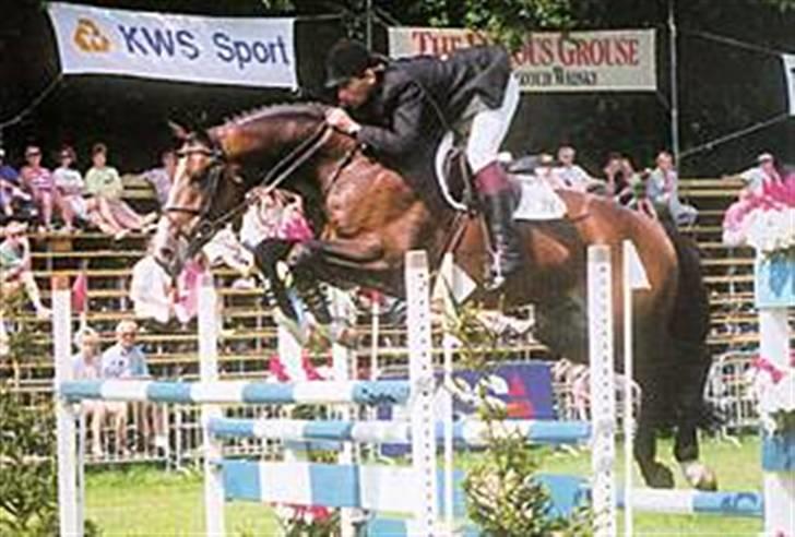 Hollandsk Varmblod Calvin - Calvin´s far : Calypso Ask billede 6