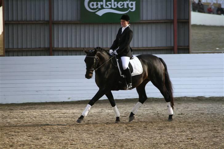 Dansk Varmblod Annastasia billede 6