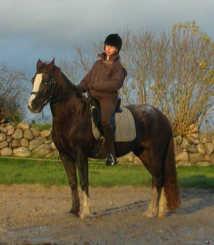 Welsh Cob (sec D) Cwmheulog Lisa - Du er som solen på en regn dag billede 7