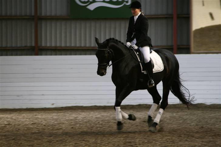 Dansk Varmblod Annastasia billede 7