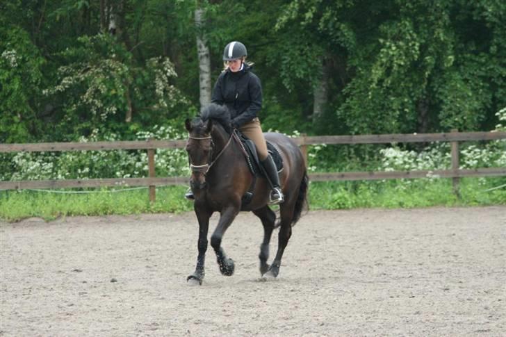 Dansk Varmblod Annastasia billede 8