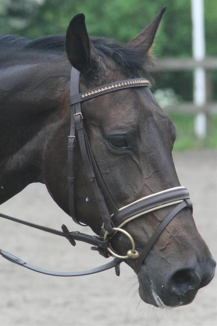 Dansk Varmblod Annastasia billede 9