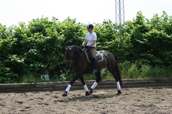 Dansk Varmblod Annastasia billede 10
