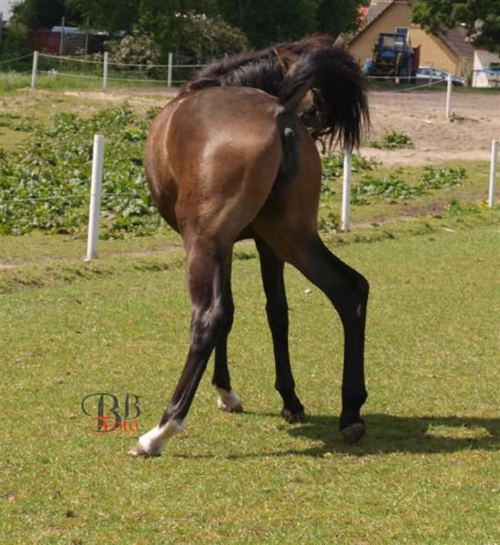 Dansk Varmblod Dahl´s Amazing billede 7