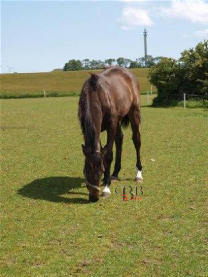 Dansk Varmblod Dahl´s Amazing billede 8