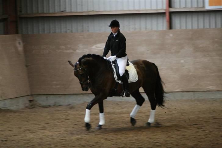 Dansk Varmblod Annastasia billede 11