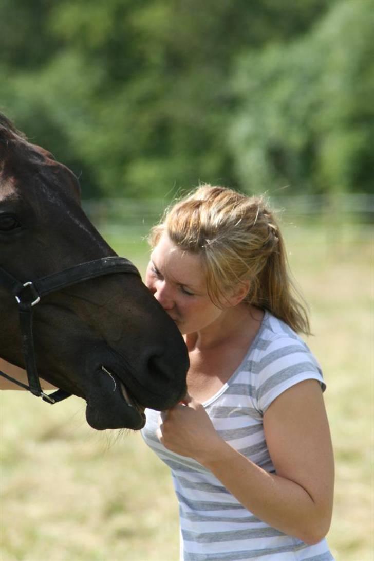 Dansk Varmblod Annastasia billede 12