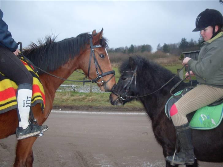 Anden særlig race Buster  billede 15