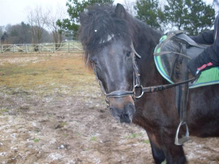 Anden særlig race Buster  billede 16