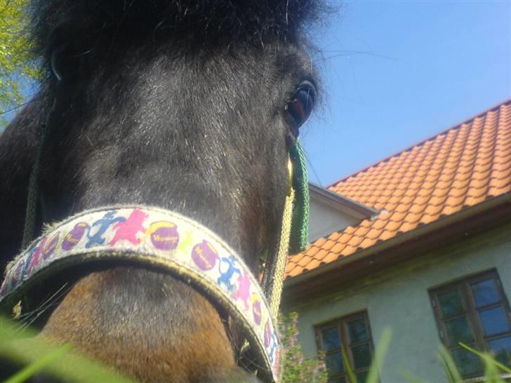 Anden særlig race Buster  billede 17