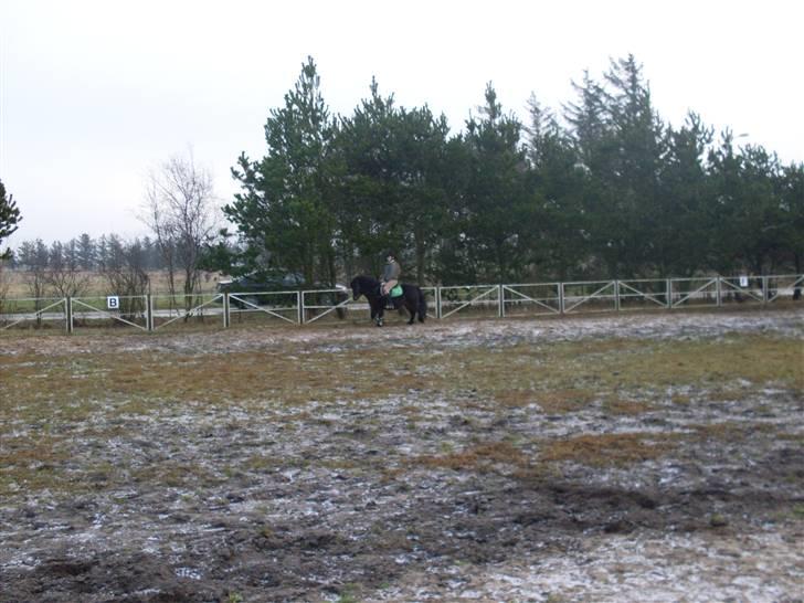 Anden særlig race Buster  billede 18