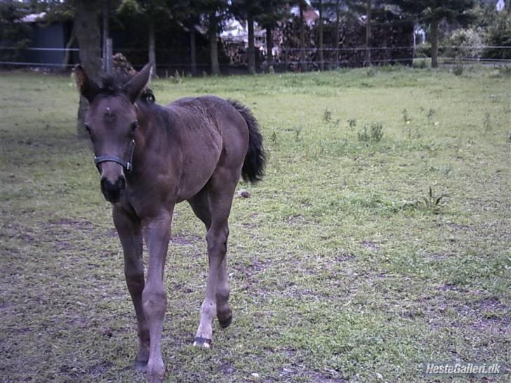 Pinto Miss June *solgt* - som helt lille :)  billede 8