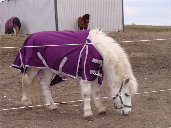 Welsh Mountain (sec A) Mikkel +R.I.P+ - Jeg har lige fået tøj på... :-) Nu er jeg LÆKKER!  på gensyn  billede 18