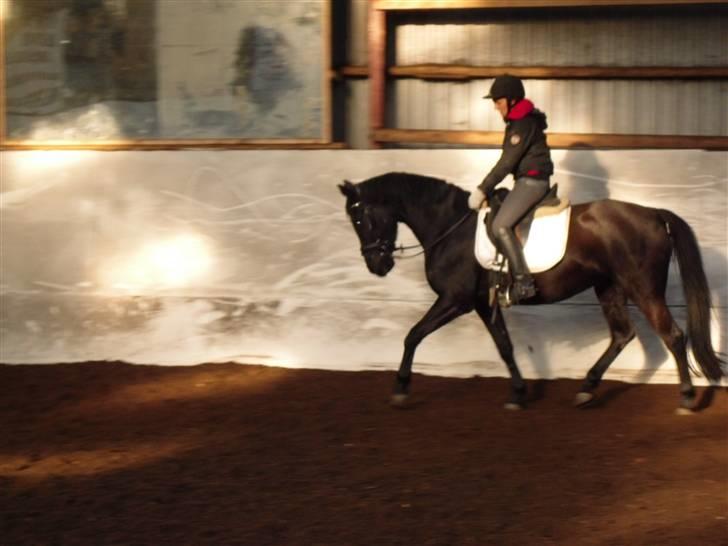 Pinto Miss June *solgt* billede 9