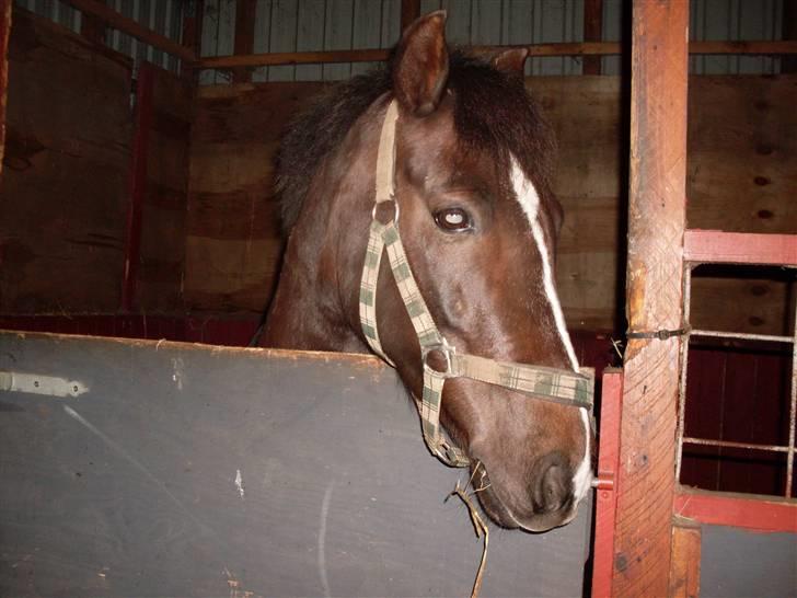 Anden særlig race Reval-A *SOLGT* - Ride billder kommer snart:-p billede 1