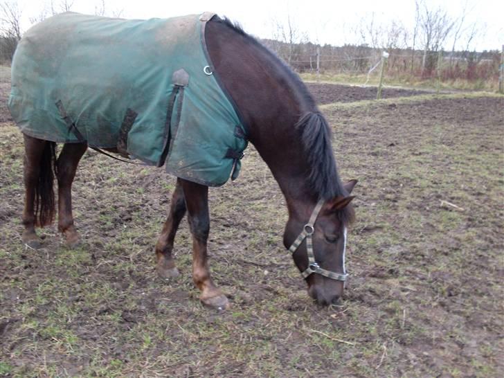 Anden særlig race Reval-A *SOLGT* billede 2