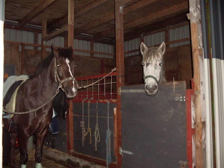 Anden særlig race Reval-A *SOLGT* billede 3