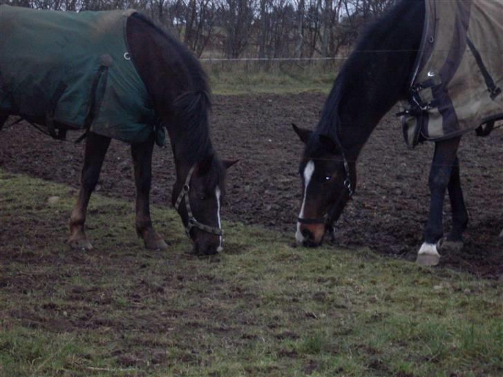 Anden særlig race Reval-A *SOLGT* billede 4