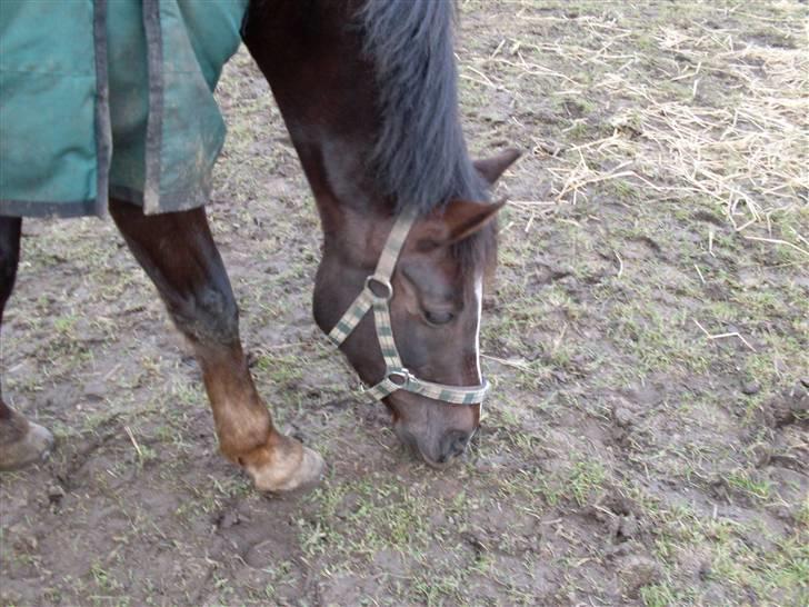 Anden særlig race Reval-A *SOLGT* billede 5