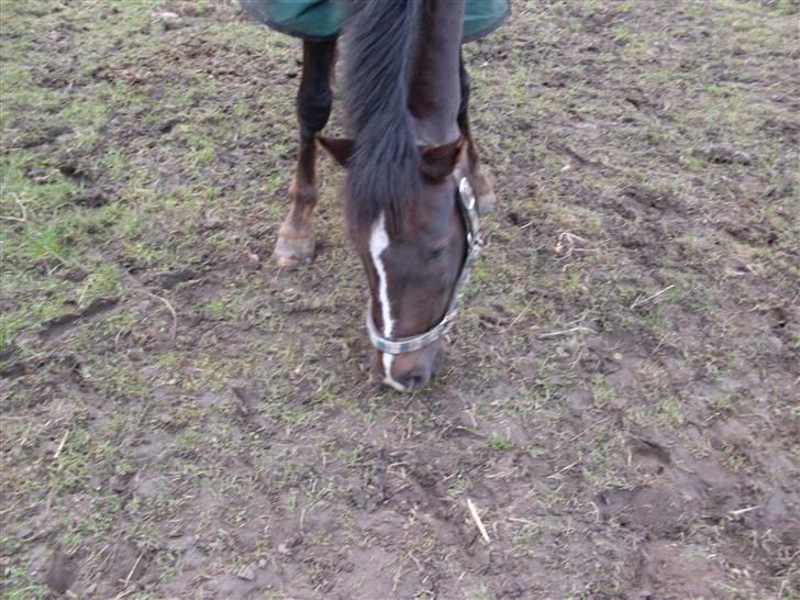 Anden særlig race Reval-A *SOLGT* billede 6