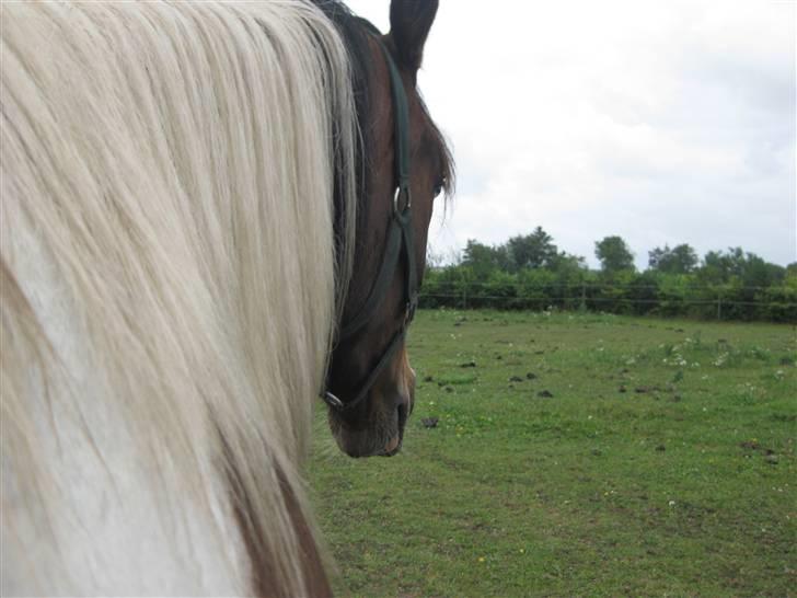 Pinto Sandra  - Skøn man;) billede 12