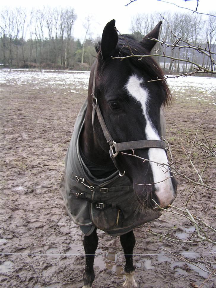 Anden særlig race Lykkes Sir Lancelot billede 20