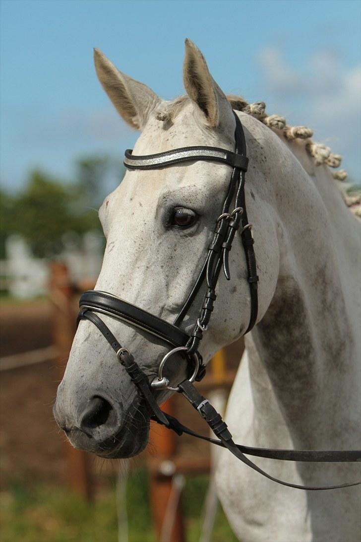 Dansk Varmblod Alanis  - Smukke Alanis billede 1
